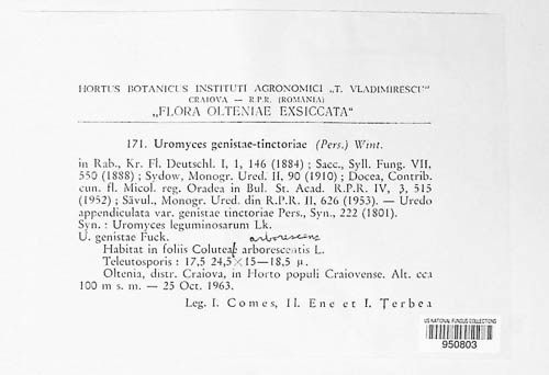 Uromyces pisi-sativi image